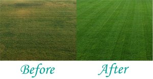 Before and After Picture of your lawn