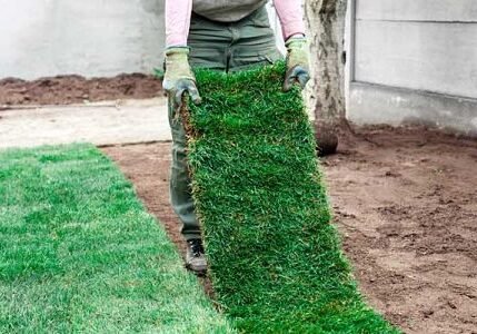 best-time-to-lay-sod